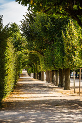 Naklejka premium Tree covered path in the fall