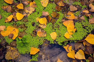 Texture of moss, leaves and water. Intense colors background
