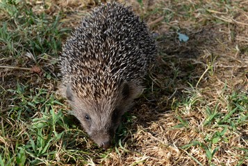 one hedgehog on the meadow