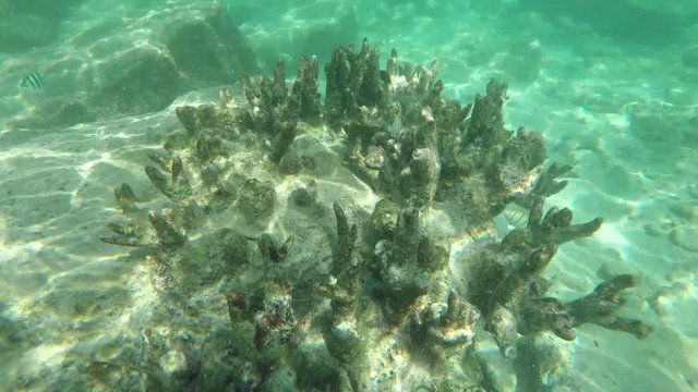 Go Pro point of view of coral/reef/tropical fish in the Seychelles islands while snorkelling in the ocean. POV. 