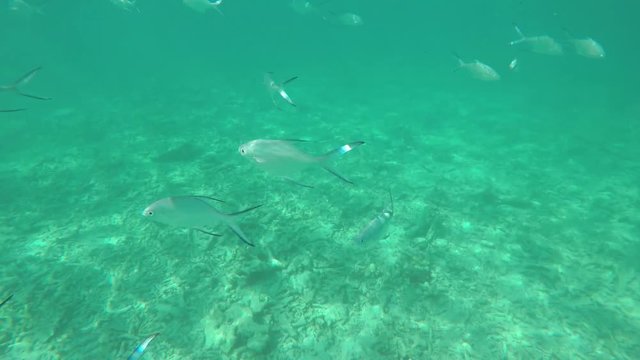 Go Pro point of view of a school of pretty shiny fish (coral/reef/tropical fish) in the Seychelles islands while snorkelling in the ocean. POV. 