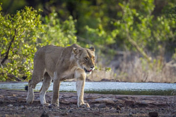 African lion in Kruger National park, South Africa