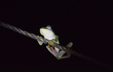 Fototapeta premium Malabar Gliding Frog