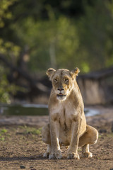 Naklejka premium African lion in Kruger National park, South Africa