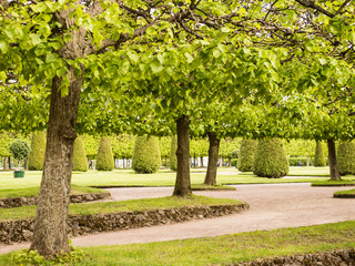 Alley in Park Summer Garden, Peterhof, Russia.
