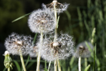 Dandelion tranquil abstract closeup art background. Beautiful blowball.