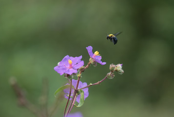 Bumble bee on beautiful violet flowers.