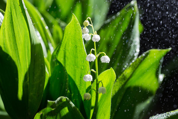 Beautiful lily of the valley flowers in green blur bokeh nature background, spring concept.