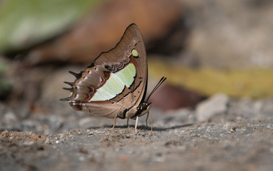 Common Nawab