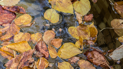 Autumn leaves on rippled water surface