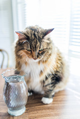 Closeup portrait of calico maine coon cat sitting on wooden table by windowsill and blinds during sunny day with vase full of water