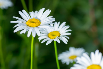 the white daisy flowers on the background of green grass