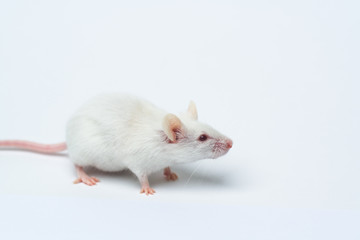 white laboratory mouse close-up isolated on white background