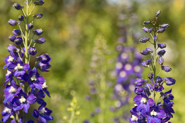 purple delphinium; Perennial flowering plant; Popular ornamental plant in cottage gardens
