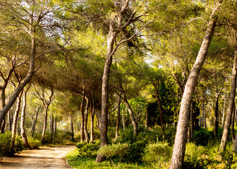 Fototapeta na wymiar Quiet trail through a pine grove in Spain at sunset