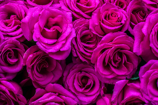 Rosas en su maximo explendor.