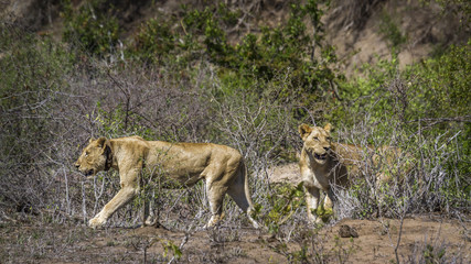 African lion in Kruger National park, South Africa