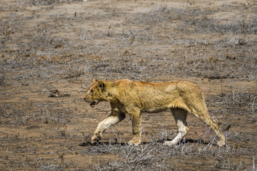 Naklejka premium African lion in Kruger National park, South Africa
