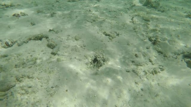 Go Pro point of view of a jawfish ñguardingî an underwater burrow with a langoustine/lobster pushing out sand from the burrow. POV.  4 of 4