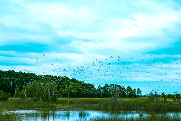 flock of birds fly over south carolina low country marsh on cloudy day