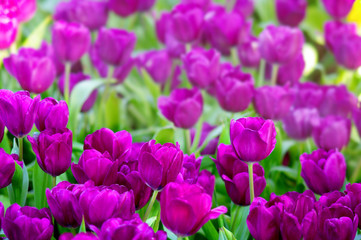 Cute purple tulip flower blossom in garden
