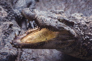 Fototapeta premium Closeup of an alligator with its mouth open