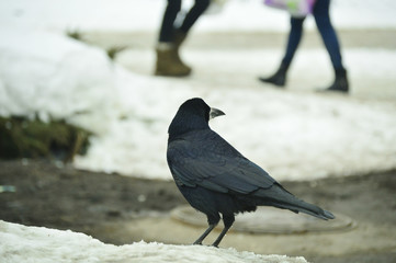 Black crows on white snow