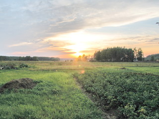 potato field in summer at sunset