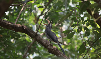 Malabar Grey Hornbill photographed in Thattekad, Kerala
