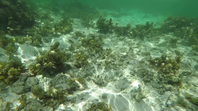 Go Pro point of view of coral reefs and plants with pretty butterflyfish swimming by in tropical Seychelles, La Digue. POV.  