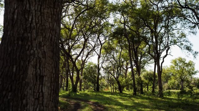 An early morning linear timelapse of a lush green leadwood forest in a game reserve setting as the road swings to the left and the sun shimmers through the leaves. 