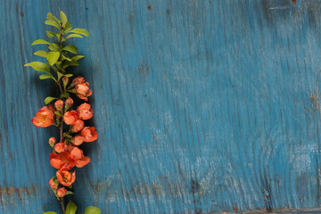 Flowering Chaenomeles japonica on blue board