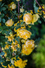 Small wild yellow roses.