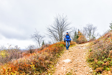 Man in cold jacket hiking uphill on trail path hill meadow on yellow, golden autumn hike with pine tree, rocks, boulders during cloudy, overcast weather in Dolly Sods, West Virginia with fall foliage