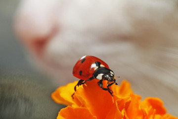 Ladybug and cat