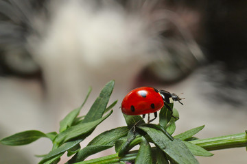 Ladybug and cat