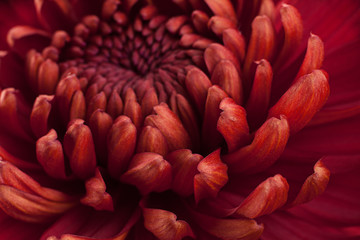 Red chrysanthemum flower head