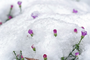 Flowers under snow