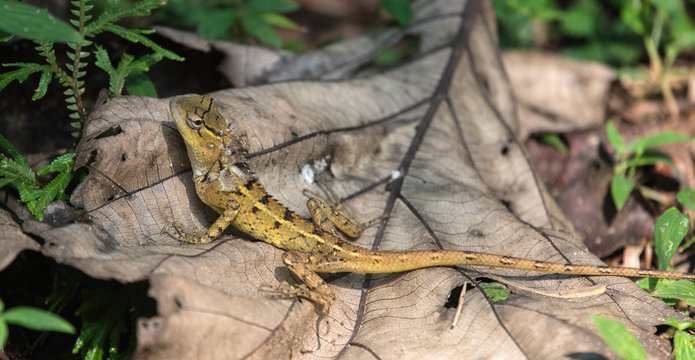 Yellow chameleon on dead leaf