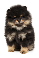 Obraz premium Pomeranian Spitz puppy portrait
