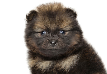 Close-up of Pomeranian Spitz puppy.