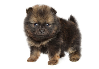 Obraz premium Tiny Pomeranian Spitz puppy