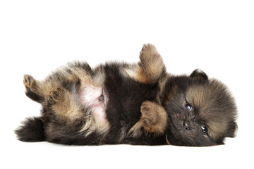 Tiny Pomeranian Spitz puppy resting