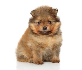 Obraz premium Pomeranian Spitz puppy portrait