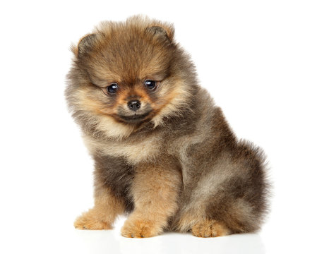 Pomeranian Spitz puppy. Baby animal theme