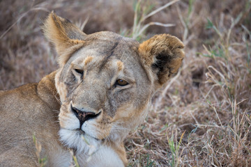 Löwe - Panthera leo