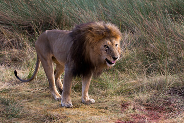 Fototapeta na wymiar Löwe - panthera leo