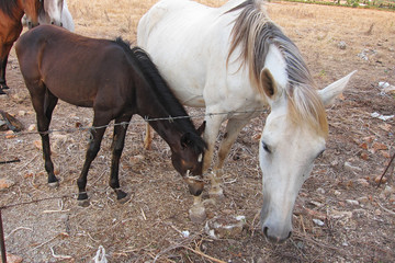Obraz na płótnie Canvas San Vito Lo Capo, Italy - August 27, 2011: Horses