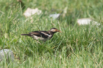 Fototapeta premium Pied starling