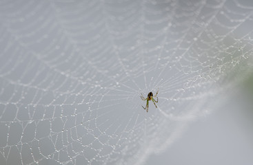 Beautiful spider with web decorated by waterdrops